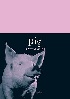 PIG (ANIMAL) 2011 - 1861898053