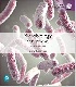 MICROBIOLOGY: AN INTRODUCTION, GLOBAL EDITION 13/E 1292276266 9781292276267